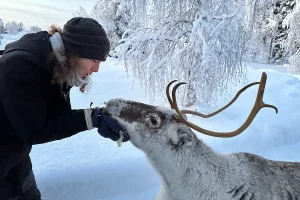 Rentier in Schweden Lappland - hejanord