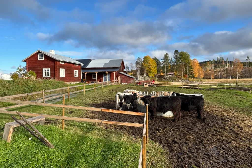 Strömgarden Schottische Hochlandrinder hejanord